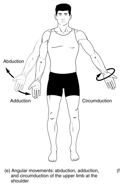 what is abduction anatomy|Anatomical Movements of the Human Body .